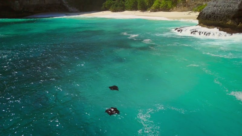 Aerial view of two manta rays off Island Nusa Penida.