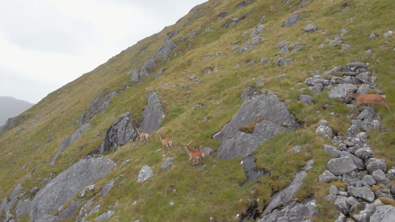 Red Deer Hinds Running On A Mountain in the Scottish Highlands