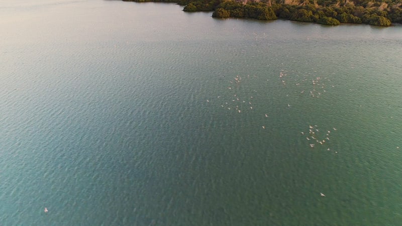 Aerial view of water birds flying over the Persian Gulf.