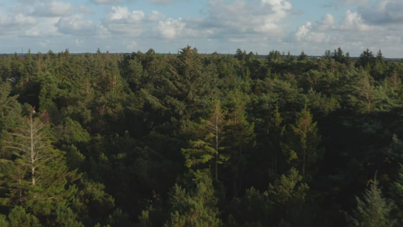 Low flight over mixed forest. Forwards fly above trees lit by sun. Houses or cottages in woods. Denmark