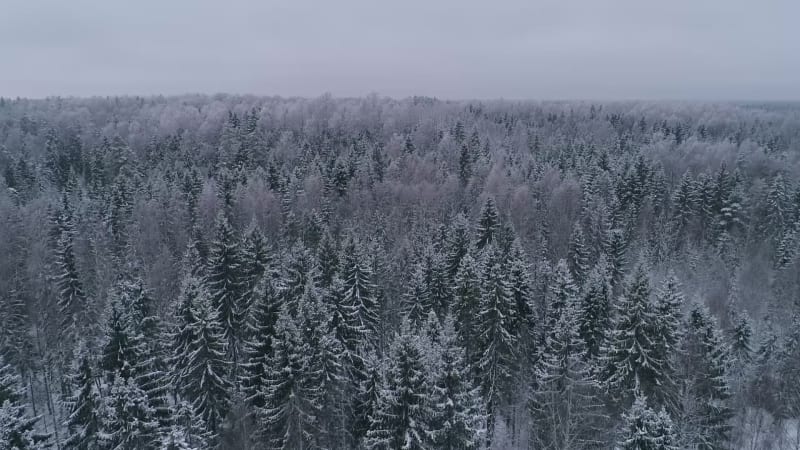 Aerial view of a snowy forest in Estonia