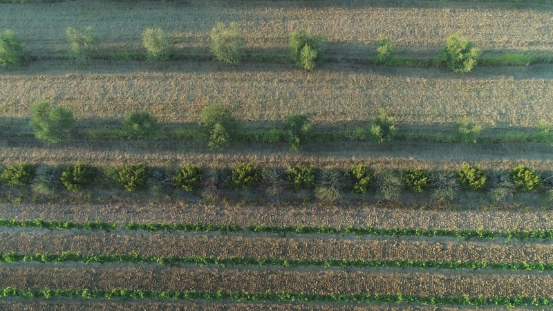 Aerial view of a vineyard in countryside at sunset, Croatia.