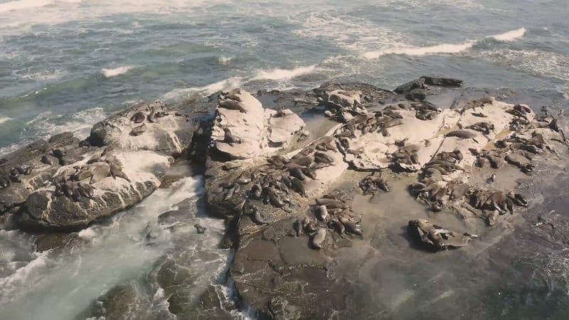 Aerial view of seal colony.