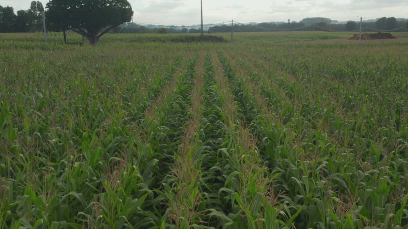 Corn Crops Field close up Aerial View, rich Green Agriculture near street