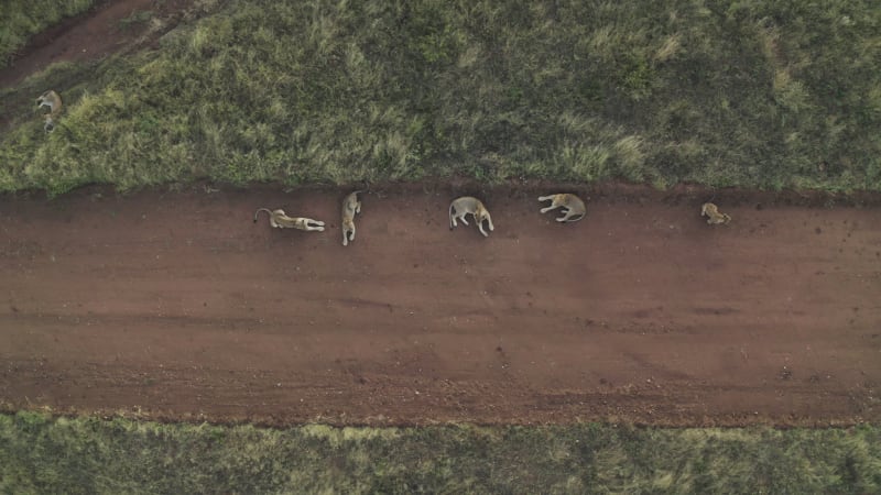 Aerial View of lions resting at sunset, Balule Nature Reserve, South Africa.