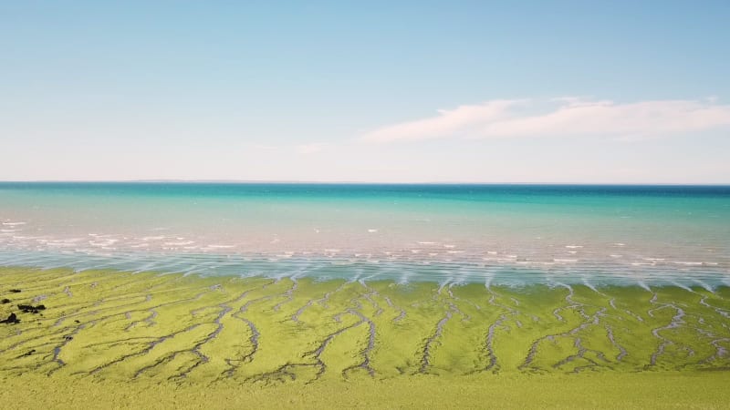 Aerial von Grünalgen an einem Strand in Península de Valdes