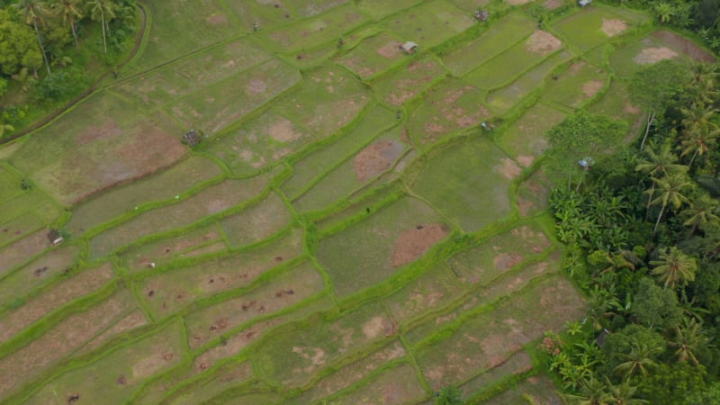 Tilting aerial view of large flooded paddy farm fields with small farming houses in rural Bali