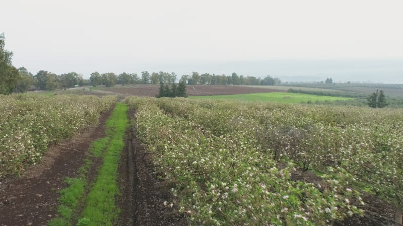 Aerial View of field of Plum trees. Mishmar HaYarden, Northern District, Israel.