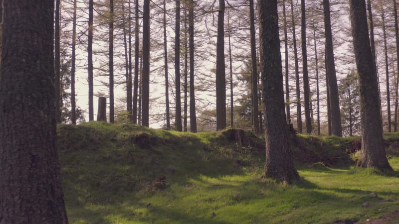 Thick Forest with Green Mossy Floor at Sunset Dolly Shot