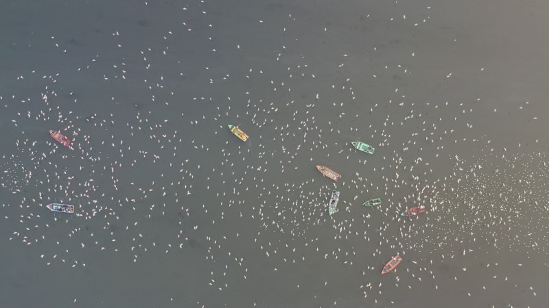 Aerial view of people feeding birds on boats at Yamuna river in Delhi, India.