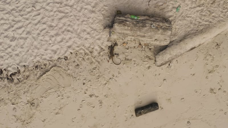 Aerial view of a komodo dragon in El Nido, Palawan.