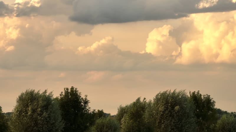 Overhead View of Dutch Forests under Cloudy Skies