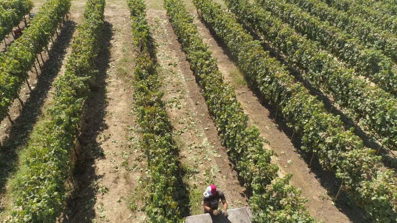 Aerial view of man's loading tractor with grapes on agricultural field.