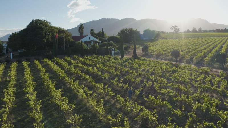 Aerial View of Vineyard, Stellenbosch NU, Western Cape, South Africa.