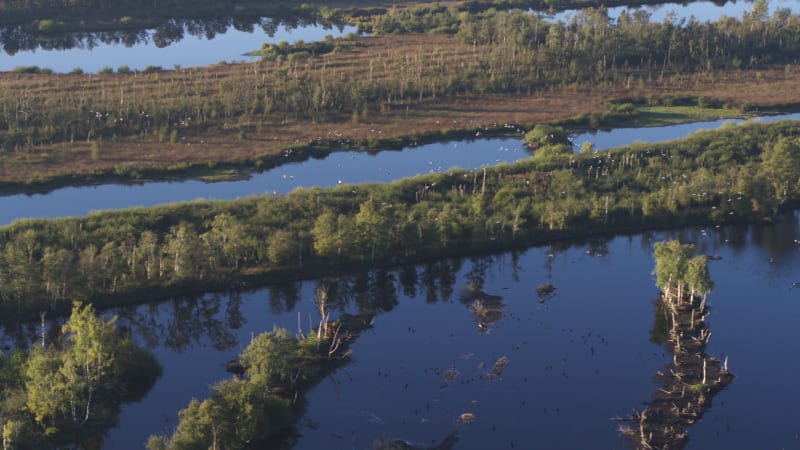 Dutch River Delta: A Natural Sanctuary for Wildlife and Birds