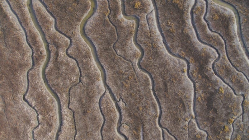 Top-down Shot of a Dutch Nature Reserve