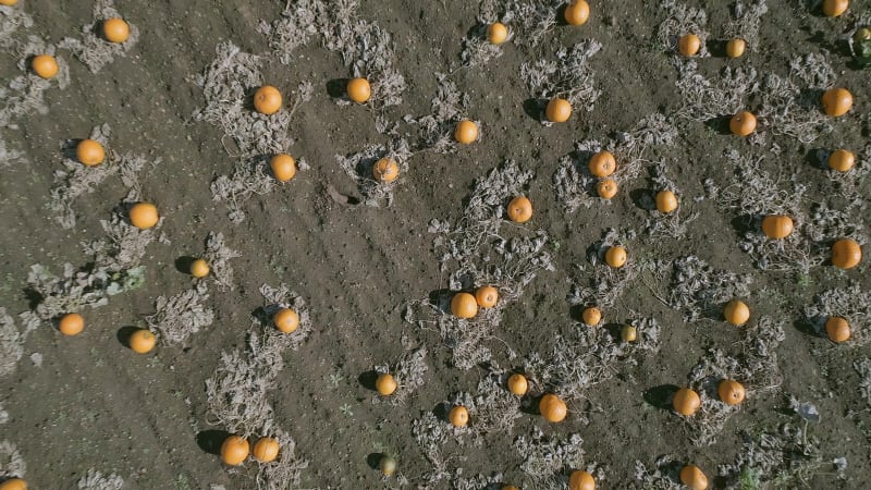 Bird's Eye View of a Pumpkin Patch on a Farm Ready for Harvest Aerial Flyover