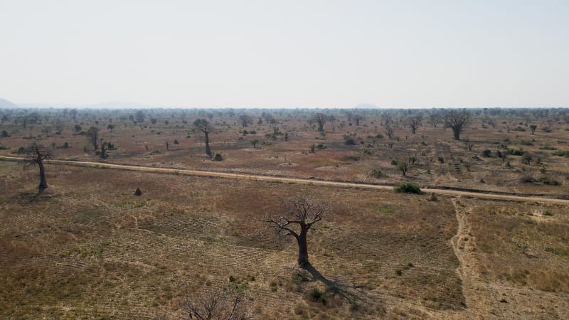 Aerial view of Malawi Baobab trees, Mangochi, Africa