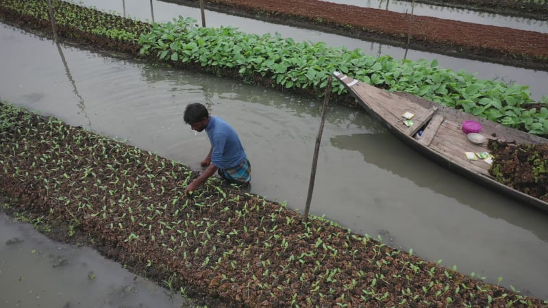 Aerial von Landwirten bei der Ernte in Banaripara, Barisal, Bangladesch.