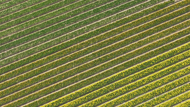 Aerial backwards view of tulip fields and farmland, Flevoland, Netherlands