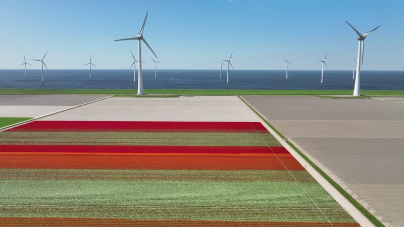 Aerial view of tulip field and wind farm, Flevoland, Netherlands