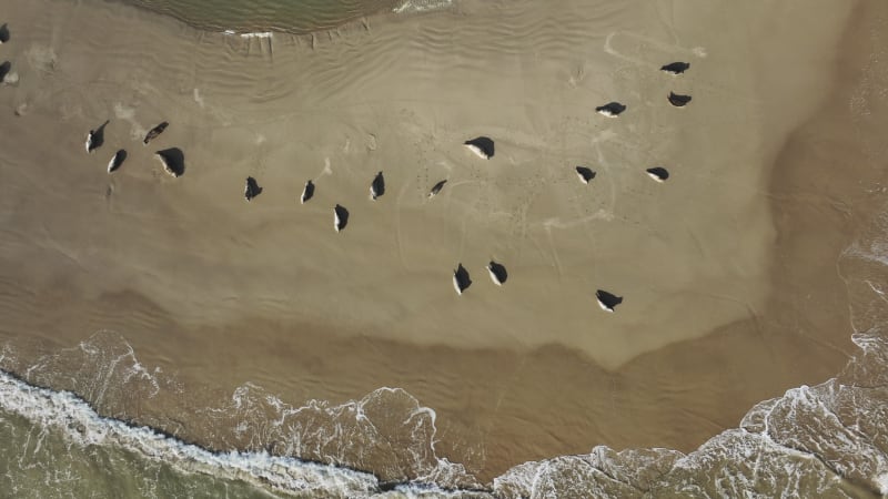 Robben faulenzen auf einer Sandbank im holländischen Delta