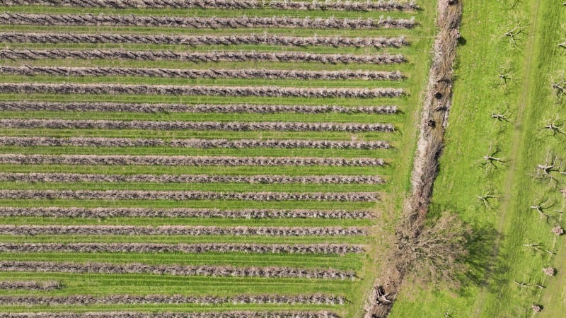 Aerial eines blühenden Obstgartens, Betuwe, Gelderland, Niederlande