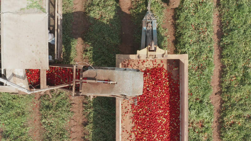 Tomatenerntemaschine belädt einen Anhänger mit frischen reifen roten Tomaten, Luftaufnahmen von oben nach unten.