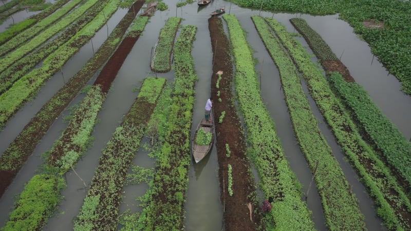 Aerial view of farmers doing the harvest in Banaripara, Barisal, Bangladesh.