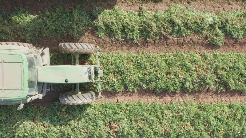 Tomato harvester loading a trailer with fresh ripe Red Tomatoes, Top down aerial follow footage.