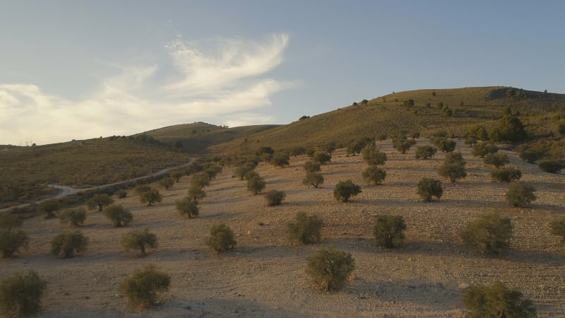 Flight Through an Olive Orchard on a Small Farm in the Early Morning