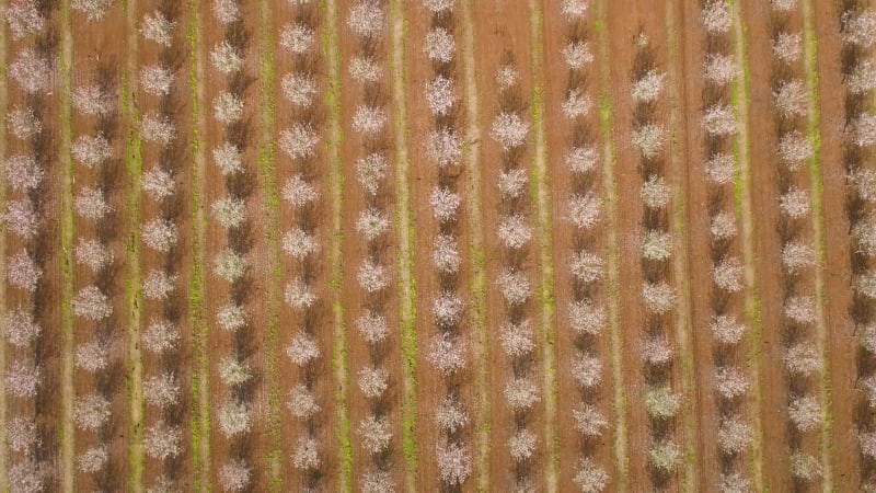 Aerial View of field of cherry trees, Ein Harod, Northern District, Israel.