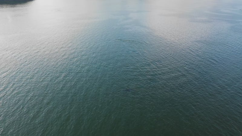 Aerial view of Whales along the coast, Unalaska island, Alaska, United States.