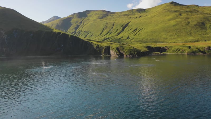 Aerial view of Whales along the coast, Unalaska island, Alaska, United States.