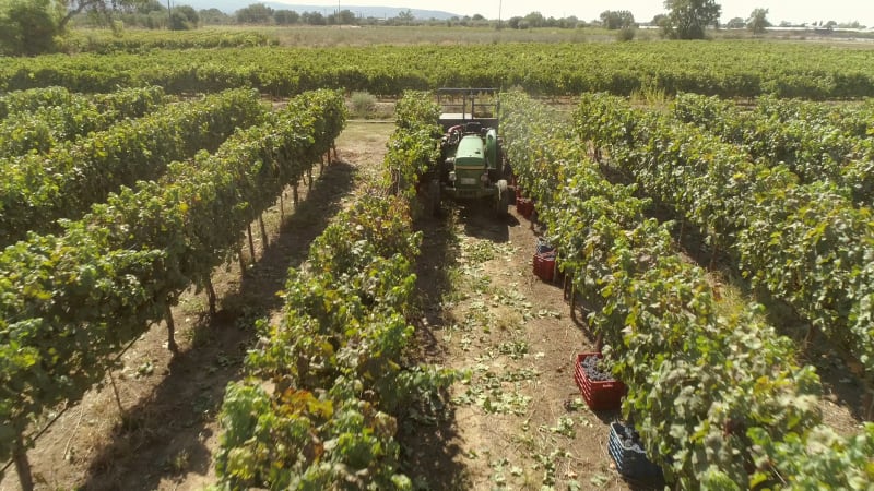 Aerial view of man's loading tractor with grapes on agricultural field.