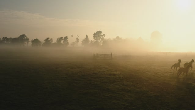 Horses galloping on a foggy field in warm evening light