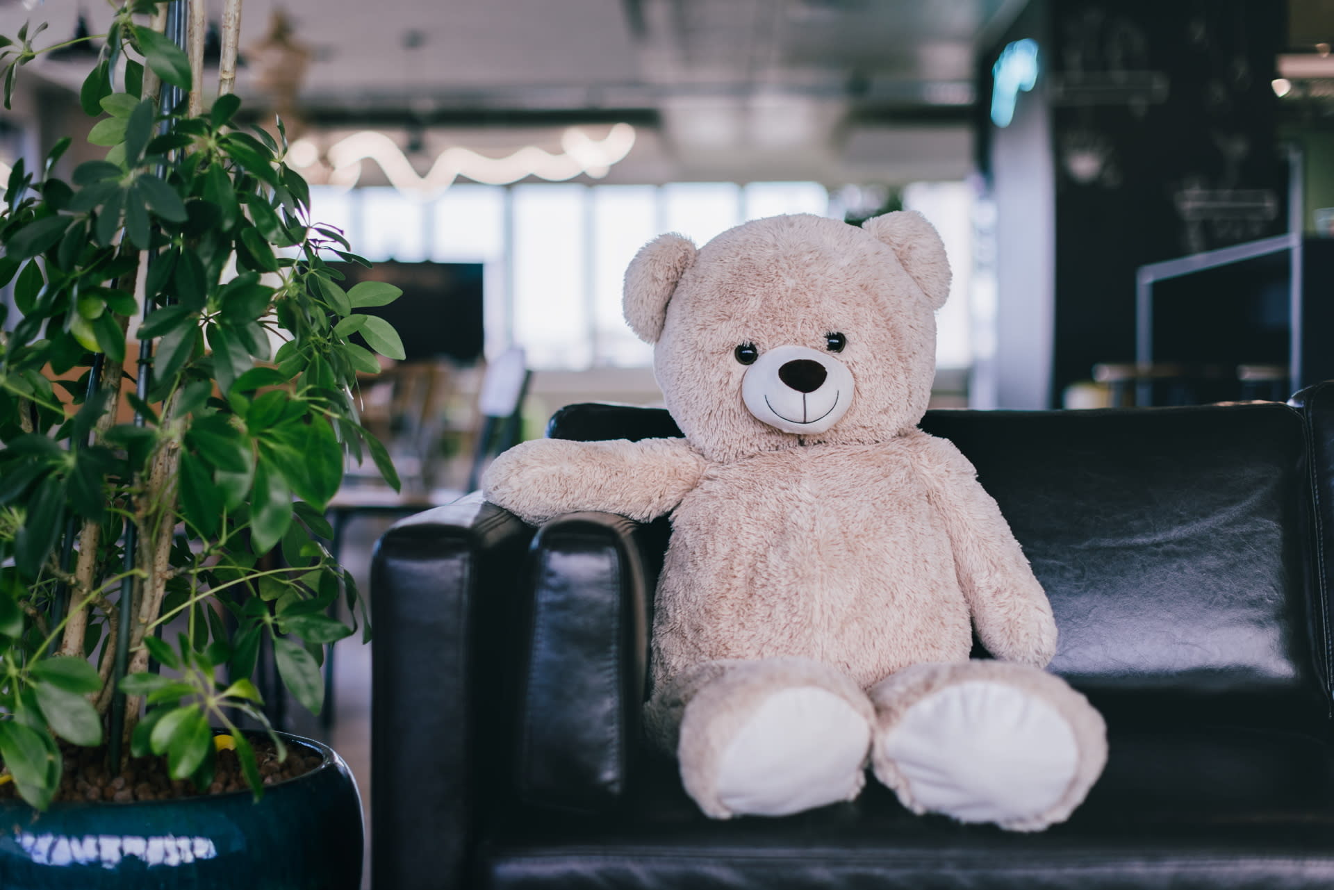 The picture shows a metre-high teddy bear sitting on a black couch. To his right is a large potted plant. An office can be seen in the background.