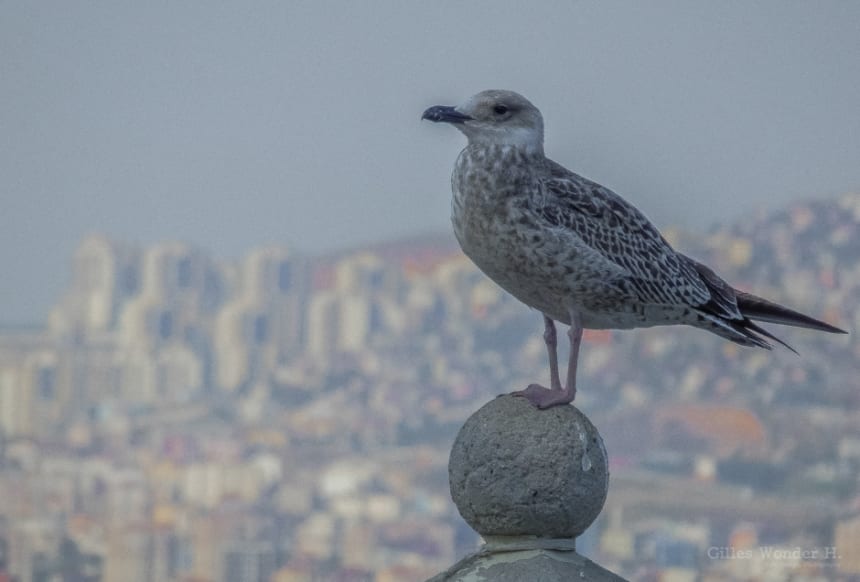 De Paris à Istanbul, les photos 24