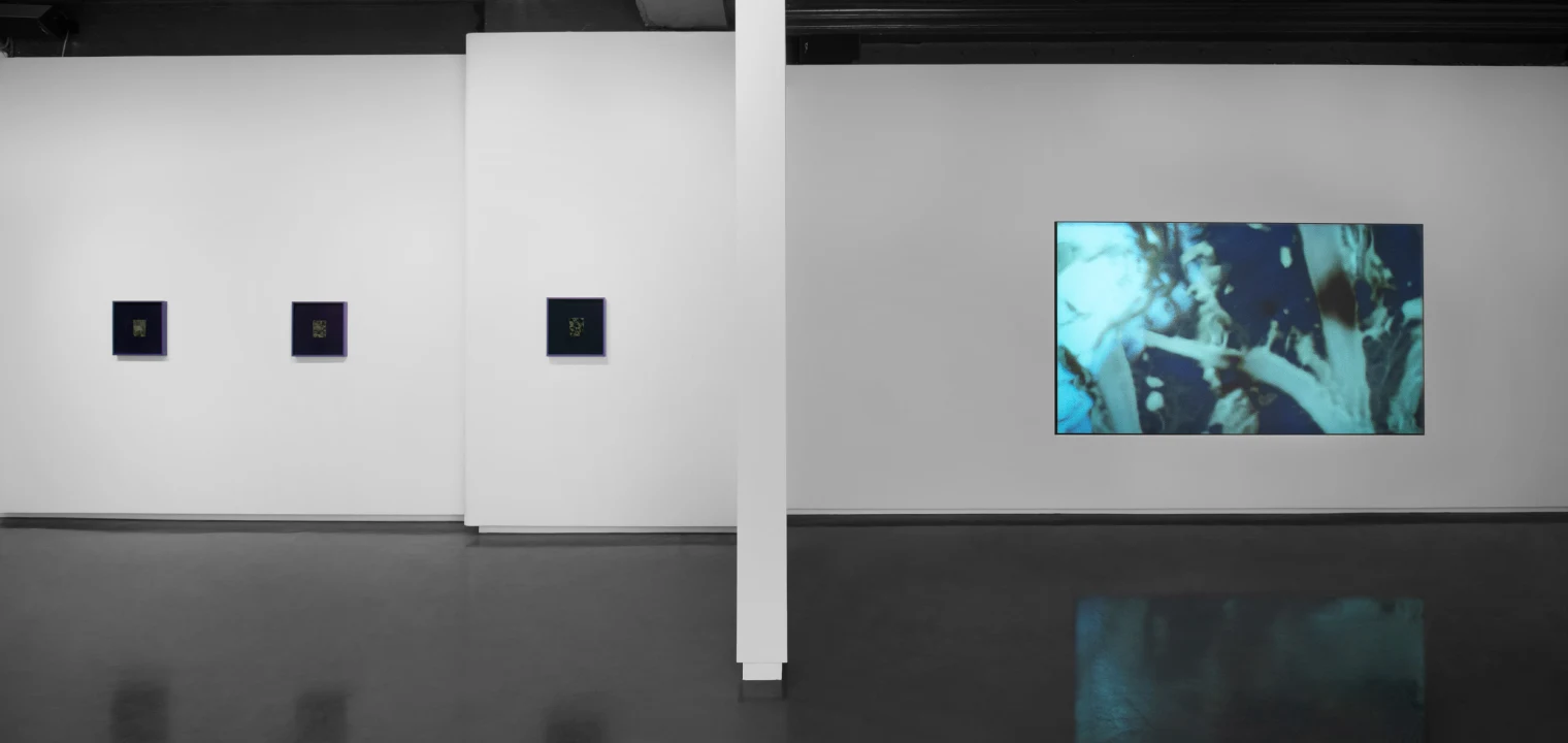 Casey Reas - Wet and Saturated Process - Unit