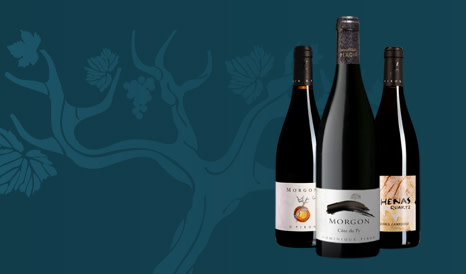 Maison Piron • Morgon & Chénas