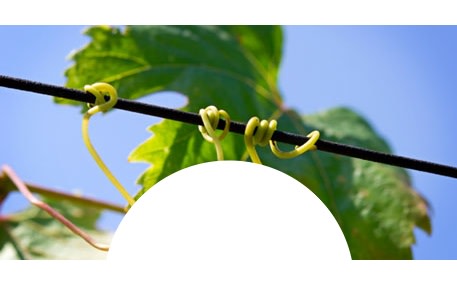 Domaine Hautes Noëlles