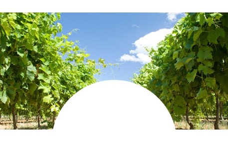 Domaine de l'Olivier