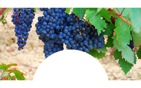 Château Grand Village