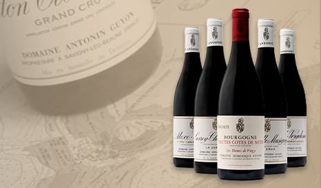 VINS ANTONIN ET DOMINIQUE GUYON en vente privilège sur 1JOUR1VIN