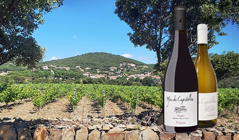 Mas des Capitelles • Faugères BIO