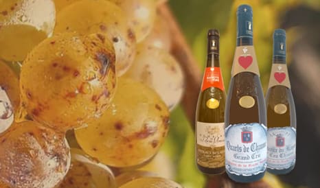 VINS COTEAUX DU LAYON  QUARTS DE CHAUME pas cher chez 1JOUR1VIN