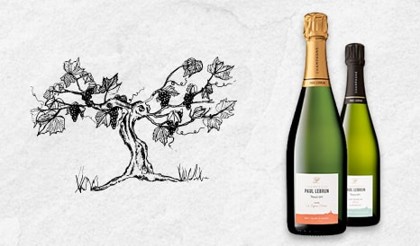 VINS CHAMPAGNE DE VIGNERON  PAUL LEBRUN à bas prix sur 1JOUR1VIN