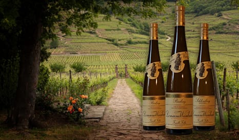 VINS BIO WEINBACH, PERLE D'ALSACE ! en vente flash chez 1JOUR1VIN