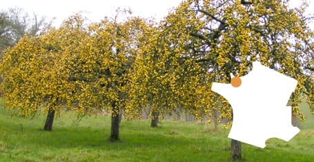 Cidre et Poiré de Normandie