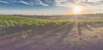 Les vins des meilleurs producteurs livrés chez vous